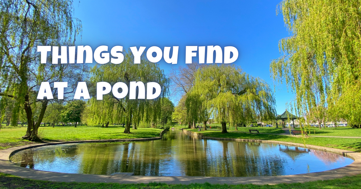 things-you-find-at-a-pond-new-york-english